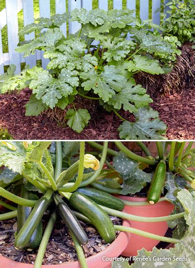 For small spaces or container gardening we recommend the 'black beauty' variety, as it is a compact bush type when you grow zucchini from seed, it's important to keep in mind that the seeds require warm soil in order to sprout. 7 easy plants to start from seed | Garden Gate