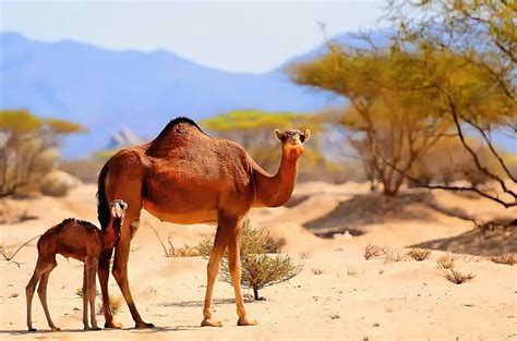Is it normal when traveling in the traditional way of life for those who live in desert land is a nomadic one. 50 Amazing Camel Facts About This Unique Animal | Facts.net
