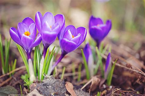 How To Grow And Maintain Spring Blooming Crocus