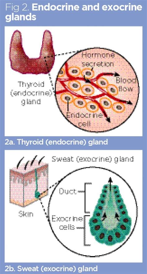 Endocrine System 1 Overview Of The Endocrine System And Hormones 2023