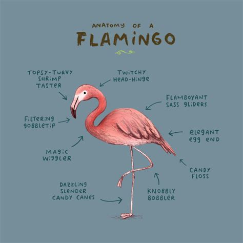 Flamingo Anatomy Rproperanatomy