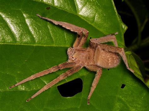 Wandering Spider Phoneutria Boliviensis Andreas Kay Flickr