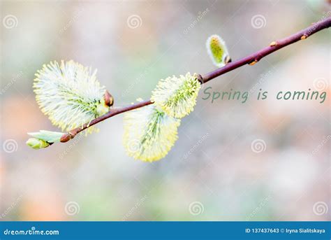 Blurred Spring Background Young Branches With Leaves And Buds Stock