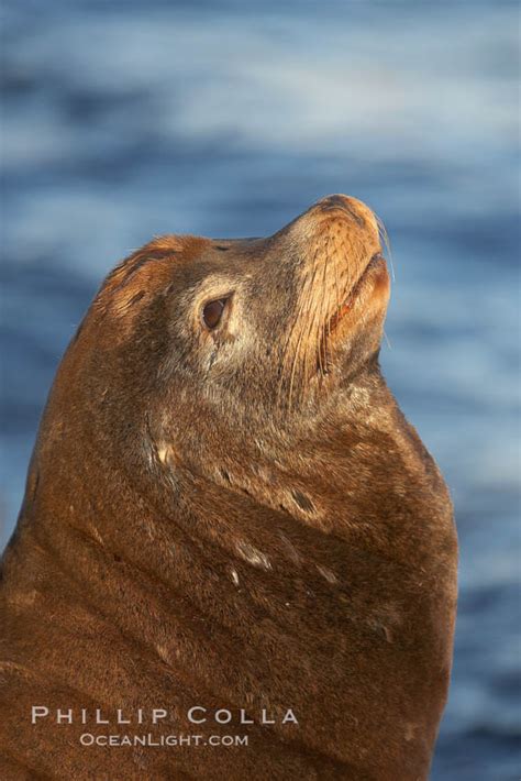 California Sea Lion Zalophus Californianus Monterey 21585