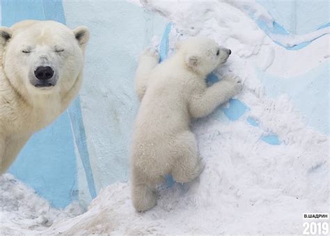 Ultimate Love As Hero Mother Gerda Shows Off Her Polar Bear Cubs In