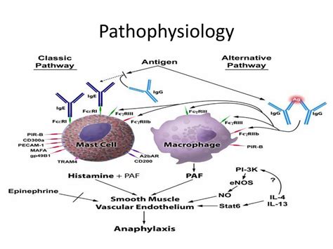 Ppt Anaphylaxis Powerpoint Presentation Free Download Id2268281