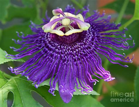 Blue Passion Flower Photograph By Christiane Schulze Art And