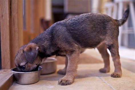 Are Hiccups Normal In Dogs Critter Culture