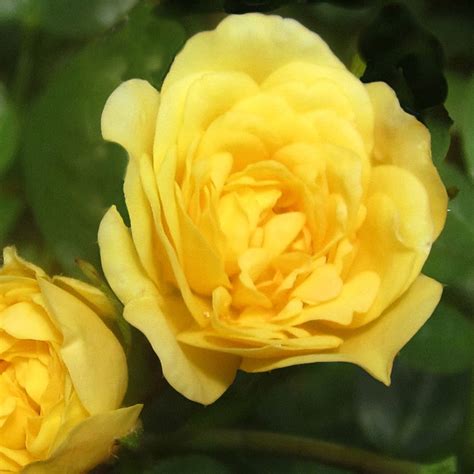 Heirloom Roses Sunshine Sally Shrub Rose Bush Yellow Rose Plant