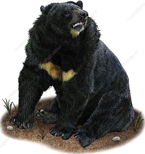 Asian Black Bear Illustration Stock Image C0274929 Science