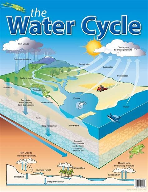 This Gloss Laminated Chart Of The Water Cycle