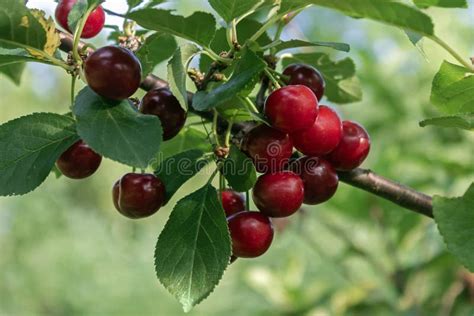 Cherries Ripe On A Branch In The Orchard Stock Image Image Of