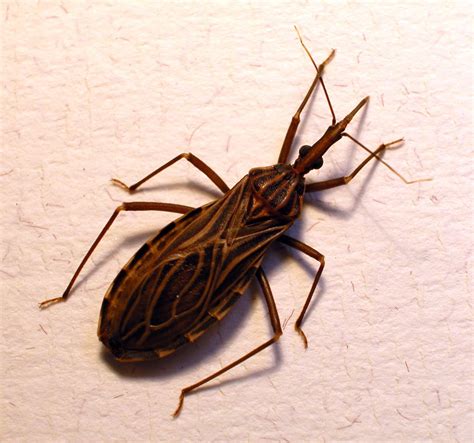 7 Scary Bugs That Will Haunt Your Dreams Us Pest Control