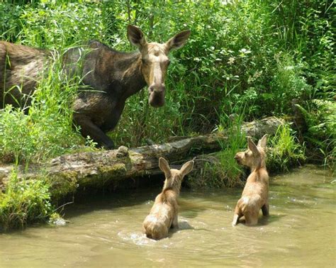 Moose Moose Typically Inhabit Boreal And Mixed Deciduous