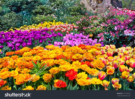 Colorful Tulips In The Park Spring Landscape Stock Photo