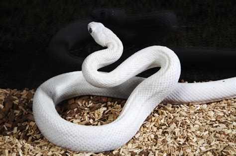 Leucistic White Ball Python Morph 20 Interesting Facts With