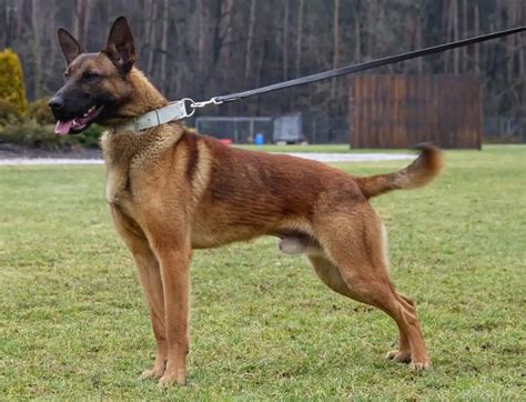 Police Dogs For Sale Police And Military K9 Sales And Training