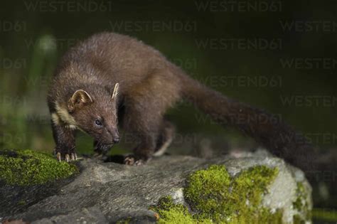 Uk Scotland European Pine Marten Martes Martes Walking On Rock At