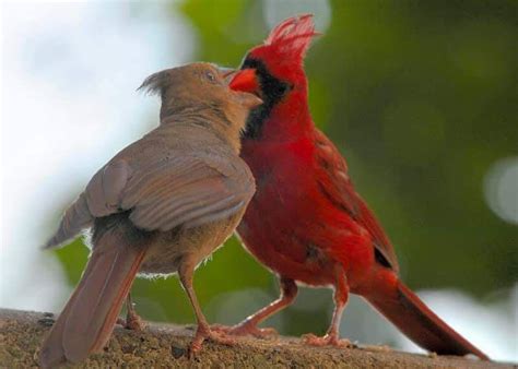 Do Cardinals Mate For Life All You Need Infos