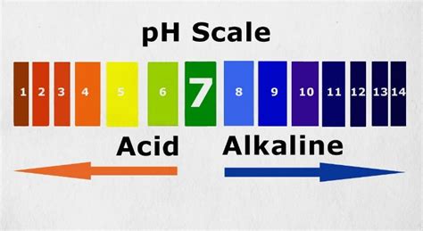 The usual range of ph values encountered is between 0 and 14, with 0 being the value for concentrated hydrochloric acid (1 m hcl), 7 the value for pure water (neutral an important example of ph is that of the blood. 19 Highly Alkaline Foods That Will Benefit Your Body ...