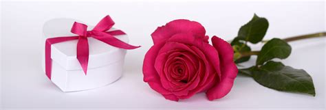 Free Images Heart T Loop Surprise Give Open Pink Rose
