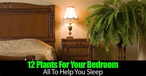 12 Plants For Your Bedroom All To Help You Sleep