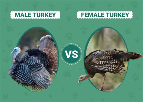 Male Vs Female Turkeys Key Differences With Pictures Animal World