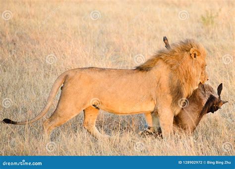 A Male Lion With Its Prey Stock Photo Image Of Autumn 128902972