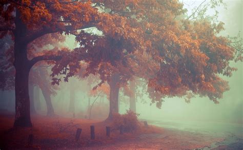 Nature Mist Landscape Morning Fall Leaves Trees