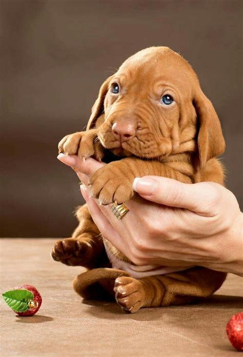 Cuty Vizsla Dogs Vizsla Puppies Cute Puppies