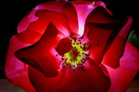 Backlit Rose Iii By Feralwhippet On Deviantart Red Flowers Red Roses