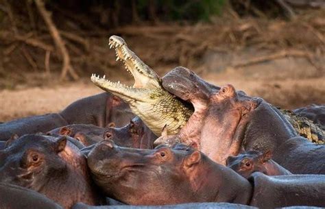 Fierce Battle For Territory Is Bloody And Deadly Between Crocodiles And