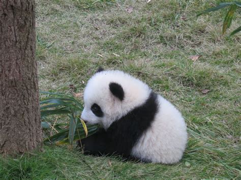 19 Funny Panda Bear Inspirasi Penting