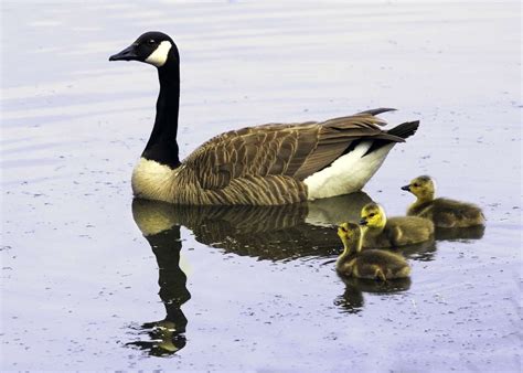 Canada Goose Facts Habitat Diet Predators And More