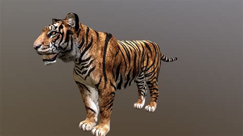 bengal tiger 3d model by ultamateterex2 [321191a] sketchfab