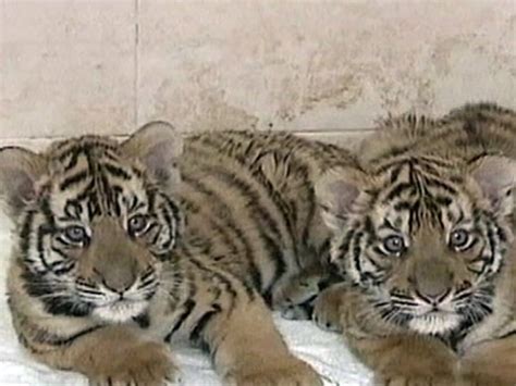 Gambar Anak Harimau Comel Nafsu Makan Berkurang Harimau Ini Jalani