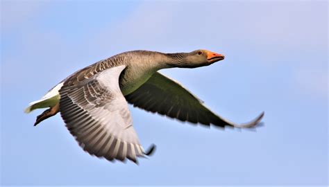 Flying goose by SimonRedfern1 | ePHOTOzine