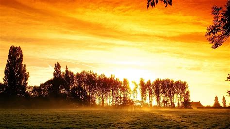 Green Grass Field And Trees With Golden Sunset Background Under Red Sky