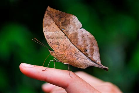 無料写真素材|動物|昆虫|蝶・チョウ|コノハチョウ画像素材なら!無料・フリー写真素材のフリーフォト
