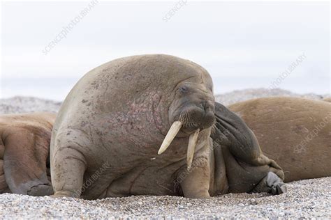 Atlantic Walruses Stock Image C0286225 Science Photo Library