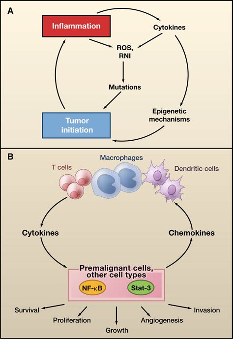 Immunity Inflammation And Cancer Cell