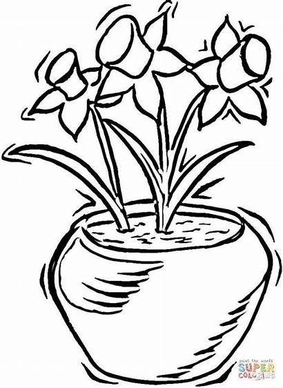 Daffodils Coloring Printable Narcise Flower Narcissus Drawings