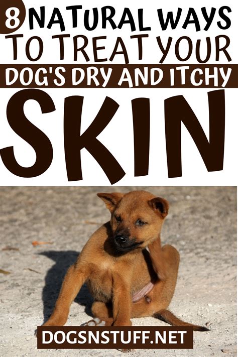 8 Natural Ways To Treat Dry And Itchy Skin In Dogs In 2020 Dog Dry