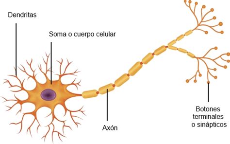 Anatomía De La Neurona Sistema Nervioso Neuronas