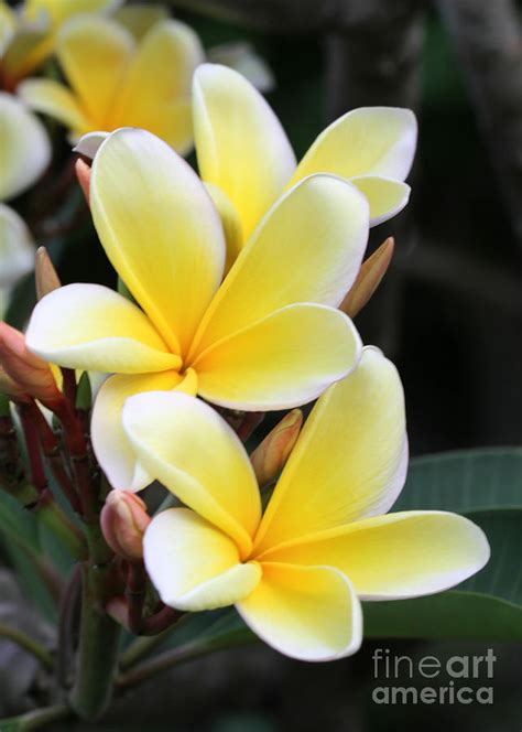 Yellow Hawaiian Plumeria Flowers Photograph By Sabrina L Ryan