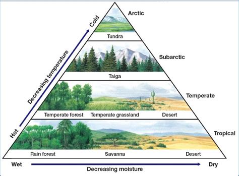 Biomes are a way to divide the earth's surface. T1 Ecosystems - ScienceClassroom6th