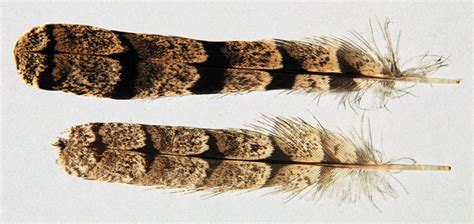 Diese erkenntnis soll nun zur förderung des kleinen ziegenmelkerbestands genutzt werden. Wendehals (Jynx torquilla) - www.natur-in-nrw.de
