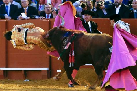 Bullfighter Who Took Horn Up The Butt Now Takes One In The Groin
