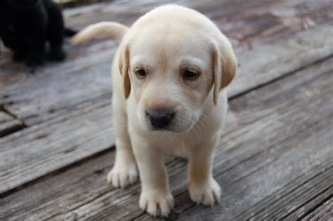 Akc lab puppies akc labrador retriever puppy for sale. YELLOW LAB PUPPIES FOR SALE | YELLOW LAB PUPPIES FOR SALE