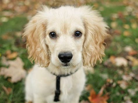 The cocker spaniel mix can have multiple purebred or mixed breed lineage. Sparky - Cocker Spaniel Mix Puppy